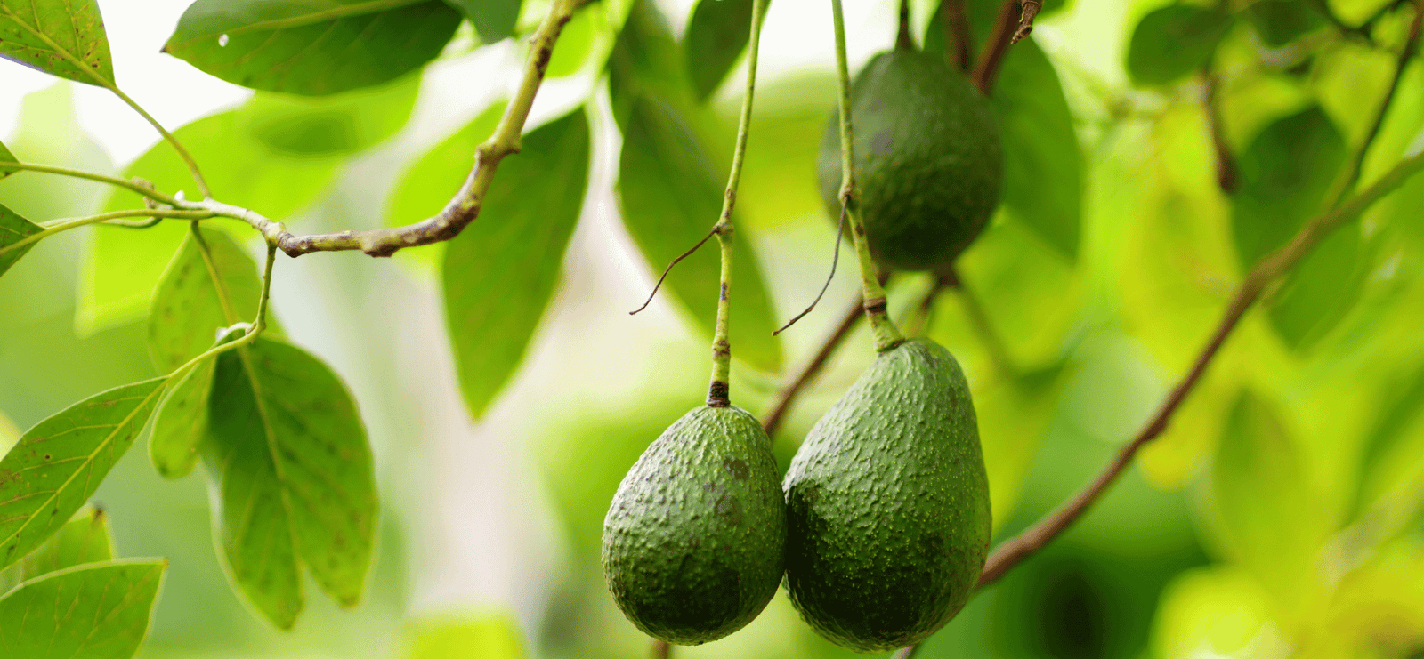 avocados hanging on tree