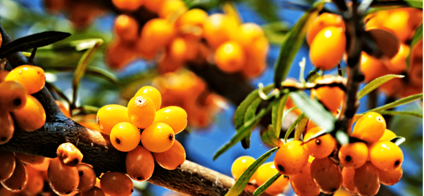 The Skincare Benefits of Sea Buckthorn Oil