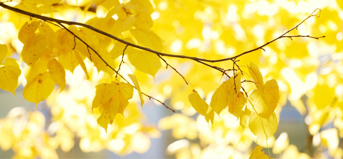 Why Fall Skincare Matters