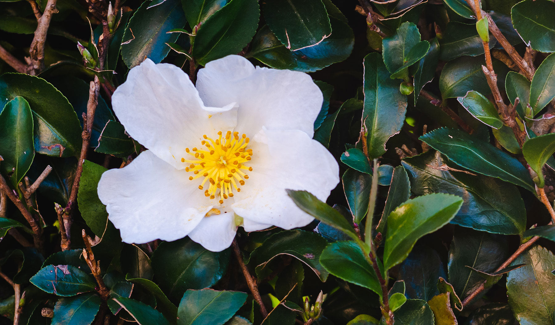 Meet the beautiful Camellia Seed Oil