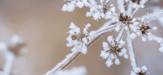 Ice crystals on tree